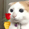 萌宠 猫咪 花 呆萌 可爱