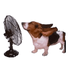 狗狗 吹风扇 沙雕 搞怪