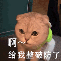 萌宠 猫咪 啊给我整破防了 呆萌 可爱