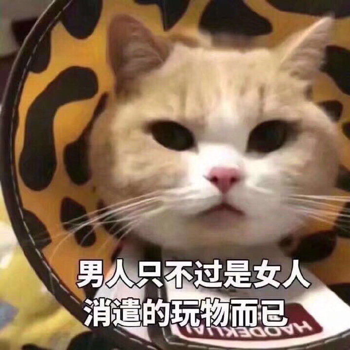 猫表情包含义图片