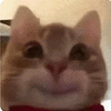 萌宠 猫咪 开心 呆萌 可爱