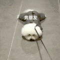 萌宠 狗狗 男朋友 呆萌 可爱