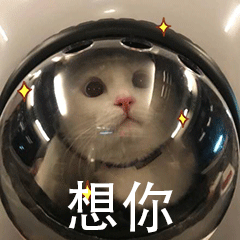 猫咪