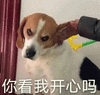 萌宠 狗狗 呆萌 可爱