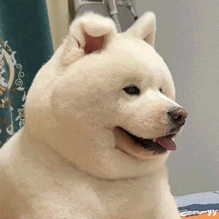 萌宠 狗狗 开心 呆萌 可爱
