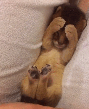 猫咪捂脸伸腿手指gif动图