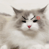 萌宠 猫咪 生气 呆萌 可爱
