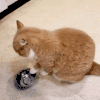 萌宠 猫咪 吃饭 呆萌 可爱