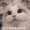 萌宠 猫咪 反正就挺难受的呗 呆萌 可爱