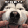 萌宠 狗狗 手动嘴角上扬 呆萌 可爱
