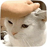 萌宠 猫咪 摸头 呆萌 可爱
