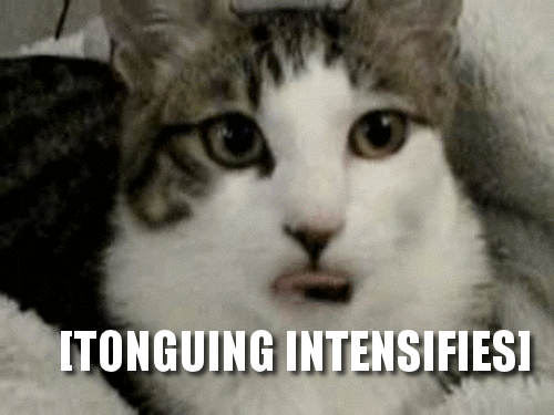 猫说nonono的动态表情包图片