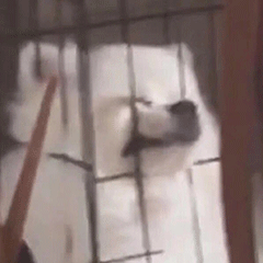 萌宠 狗狗 痛苦 呆萌 可爱
