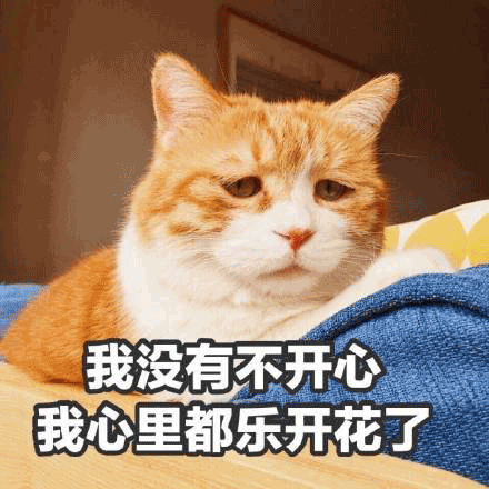 猫咪