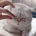 萌宠 猫咪 睁眼 呆萌 可爱