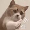 萌宠 猫咪 牛 呆萌 可爱