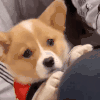 萌宠 狗狗 可怜 呆萌 可爱