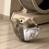 萌宠 猫咪 转圈 呆萌 可爱