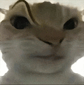萌宠 猫咪 好奇 呆萌 可爱