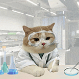 萌宠 猫咪 做研究 呆萌 可爱