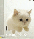 萌宠 猫咪 冲冲冲 呆萌 可爱