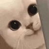 萌宠 猫咪 开心 呆萌 可爱