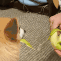 萌宠 狗狗 吃 呆萌 可爱