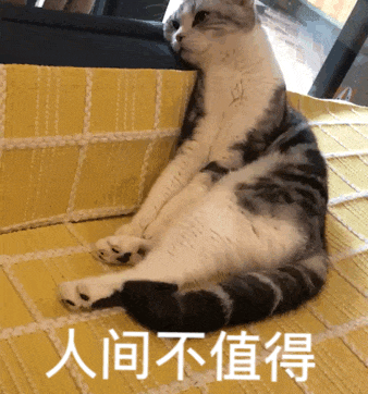猫咪 可爱 搞怪 日常