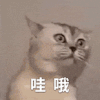 萌宠 猫咪 哇哦 呆萌 可爱