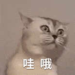 萌宠 猫咪 哇哦 呆萌 可爱