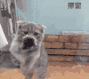 萌宠 猫咪 擦窗 呆萌 可爱