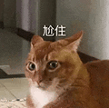 萌宠 猫咪 尬住 呆萌 可爱