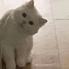 萌宠 猫咪 偷看 呆萌 可爱