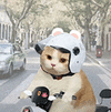 萌宠 猫咪 骑车 呆萌 可爱