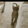萌宠 猫咪 摇 呆萌 可爱