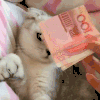 萌宠 猫咪 摸摸 呆萌 可爱