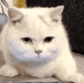 萌宠 猫咪 好奇 呆萌 可爱