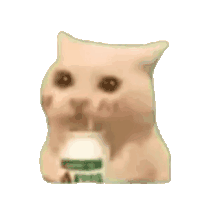 猫meme 可爱 搞怪 沙雕