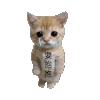 萌宠 猫咪 要抱抱 呆萌 可爱