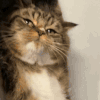 萌宠 猫咪 鄙视 呆萌 可爱