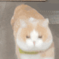 萌宠 猫咪 拒绝 呆萌 可爱
