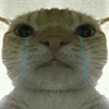 萌宠 猫咪 哭 呆萌 可爱