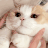 萌宠 猫咪 捏脸 呆萌 可爱