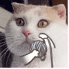 萌宠 猫咪 毛线 呆萌 可爱
