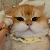 萌宠 猫咪 salute 呆萌 可爱