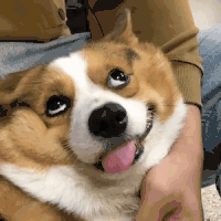 萌宠 狗狗 白眼 呆萌 可爱