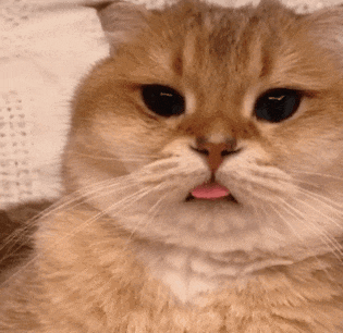 萌宠 猫咪 懵 呆萌 可爱