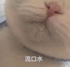 萌宠 猫咪 流口水 呆萌 可爱