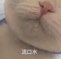 萌宠 猫咪 流口水 呆萌 可爱