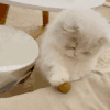萌宠 猫咪 拍 呆萌 可爱
